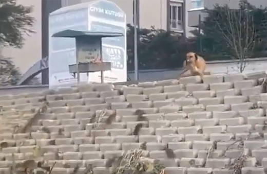 İstanbul'u dev fareler bastı! Köpekler bile onları görünce şaşırıp kaldı! İşte o anlar...