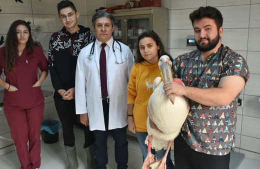 Gönüllü öğrenciler yaban hayvanlarının iyileşmesi için çabalıyor
