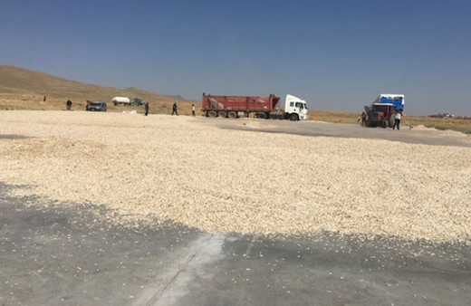 Ay çekirdeği kurutmak için 10 bin metrekare beton kurutma alanı yaptılar!