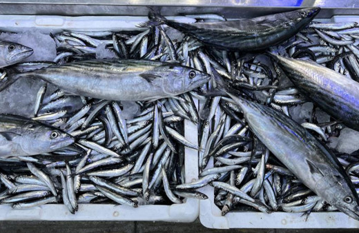 Balık tezgahlarında hafta sonu bereketi var! Palamut da ağa takıldı