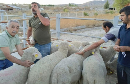 Çankırı’da üreticilere merinos koç dağıtıldı!