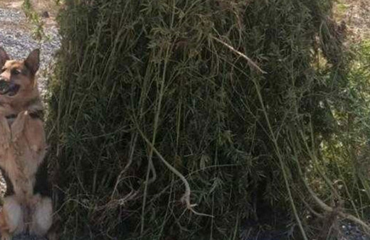 Ardahan'da 66 bin 622 kök Hint keneviri imha edildi!