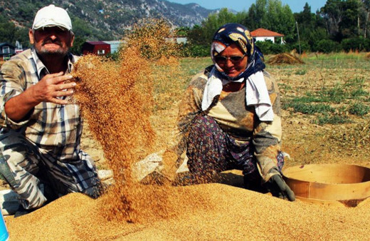 "Altın susam" hasadı başladı! Büyük kısmını Japonlar alıyor!