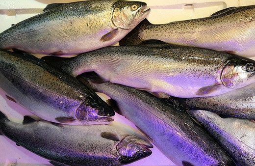 Karadeniz'in Türk somonu Çin'de tanıtılacak!