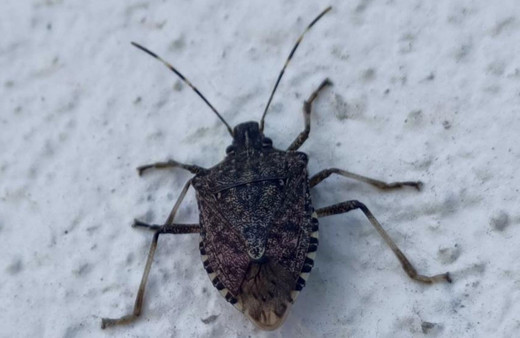 Karadeniz’de “kahverengi kokarca” alarmı!