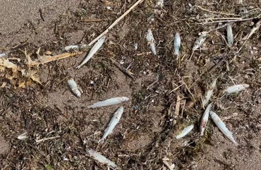 Keban'da İsrail sazanları karaya vurdu! Nereden geldiği bilinmiyor