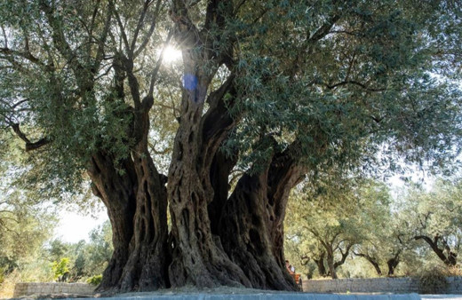 Bin 600 yıllık ağaç meyve vermeye devam ediyor!