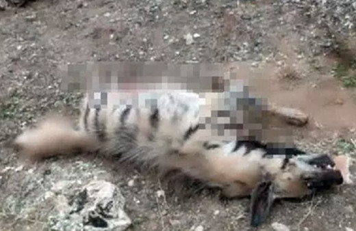 Kırmızı listedeydi! Mardin'de çizgili sırtlan ölü bulundu