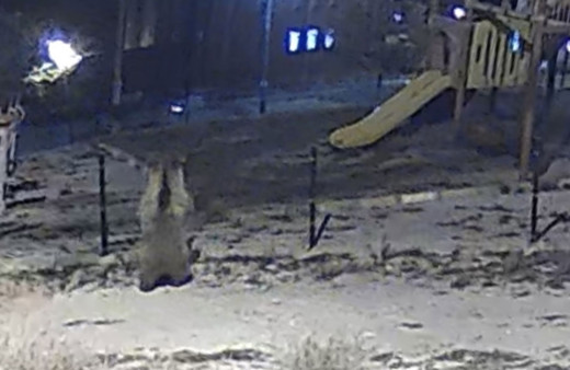 Kütahya'da çocuk parkına giren ayı görüntülendi