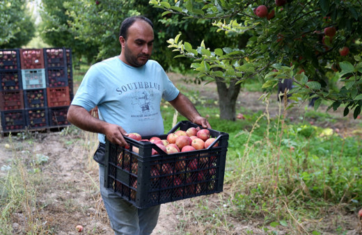 36 bin nüfuslu ilçeden 18 ülkeye elma ihracatı!