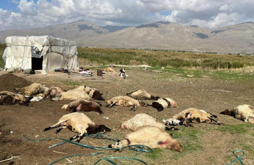 Van'da zehirlenen 40 küçükbaş hayvan telef oldu