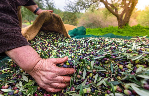 Sofralık zeytin ihracatı 100 bin tonu aştı!