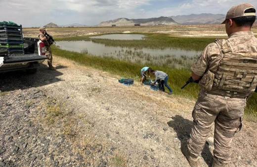 Kurbağa avlayan ve salep soğanı toplayanlara rekor ceza!