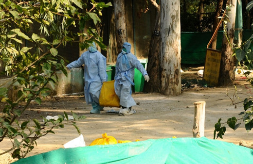 Mozambik'te 35 bin kümes hayvanı itlaf ediliyor!