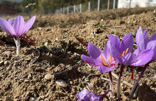 Safran çiçek açmaya başladı! Kilosu 250 bin lira!