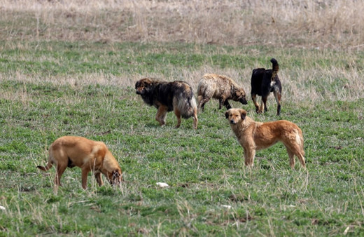 Yalova'da sahipsiz köpekler sürüye saldırdı! 10 koyun telef oldu!