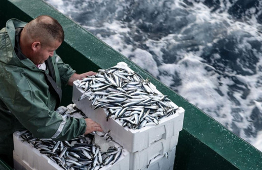 Ege Denizi'ndeki ekonomik balık türleri tehdit altında!