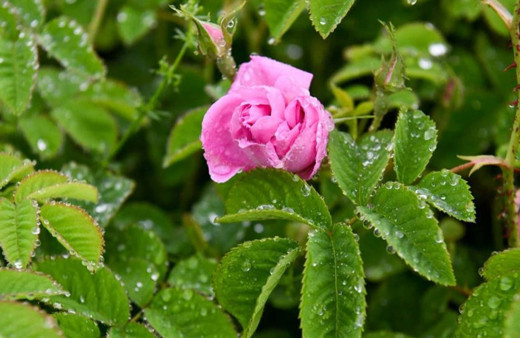 Isparta’da gülün taban fiyatı 51 lira olarak açıklandı