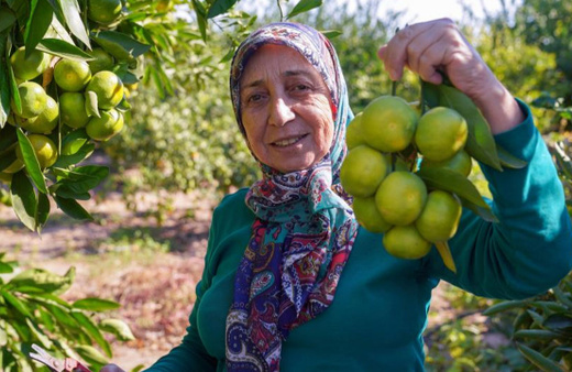 Satsuma mandalinasında hasat dönemi başladı