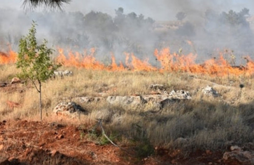Edirne'deki 300 dekar alan yangından zarar gördü