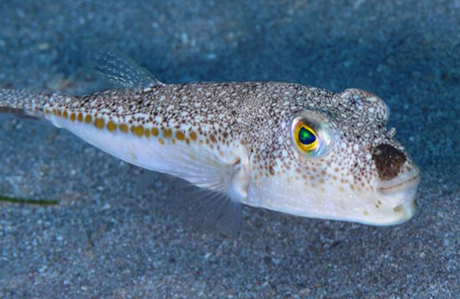 Bir lokma bile yemeyin! Toksin eşik değeri aşıldı!