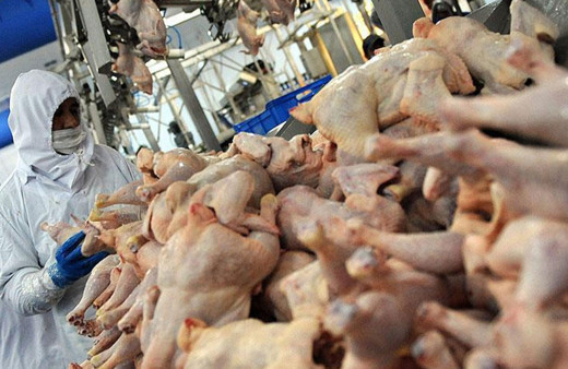 Rusya bazı beyaz et ürünlerinde ihracatı yasaklamayı planlıyor!