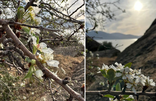 Yalancı bahar ağaçları kandırdı! Ege'de meyve ağaçları çiçek açtı!
