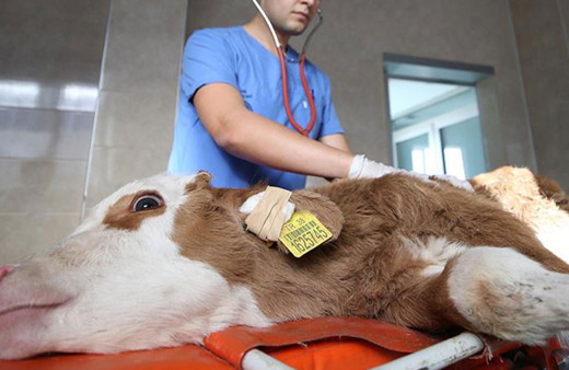 İklim değişikliği hayvanları da etkiliyor! Hayvan ölümleri artıyor