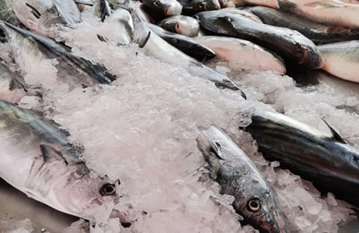 Bu yıl denizlerde palamut yok, 170 liraya kadar çıktı