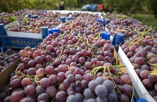 Sakarya'da üzüm hasadı başladı