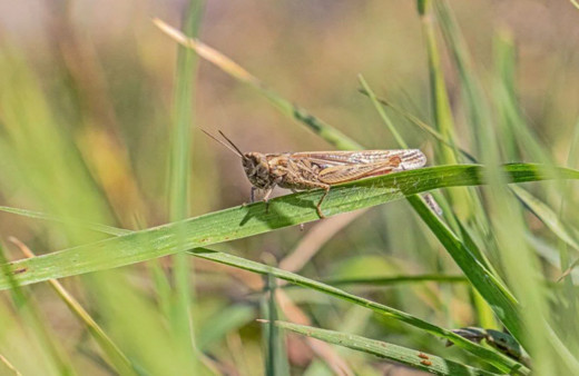 Küresel ısınma arttı, iki kentte çekirge yoğunluğu yaşanıyor