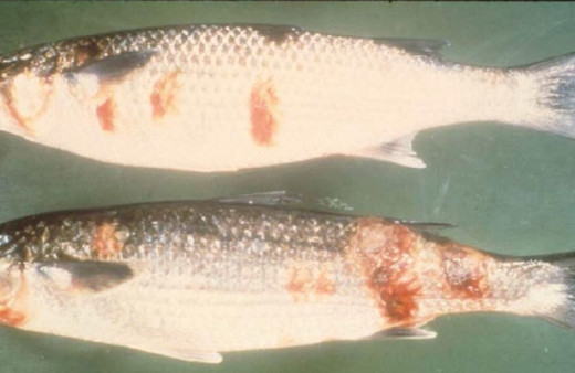 Karadeniz’de yayılıyor, balık için tehlike uyarısı yapıldı