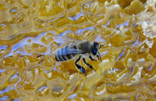 Çam balı rekoltesinde hayal kırıklığı! Beklentiler gerçekleşmedi