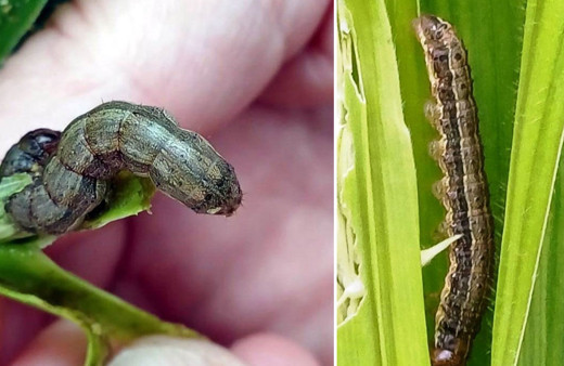 İtilacı ‘güz tırtılı’ çiftçilerin yeni düşmanı!