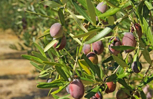 İsrail'in Lübnan'ın güneyine saldırıları sonucu 40 bin zeytin ağacı tamamen yandı