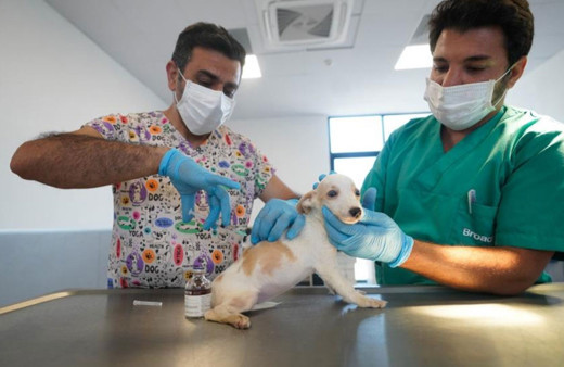 İlk kamu hayvan hastanesi İzmir’de açılıyor!
