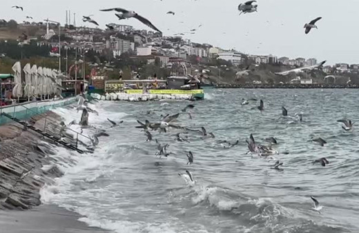 Tekirdağ'da deniz ulaşımına lodos engeli!