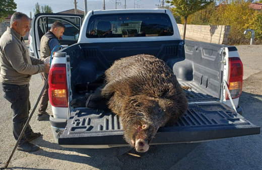 Iğdır'da kanala düşen yaban domuzu kurtarıldı!