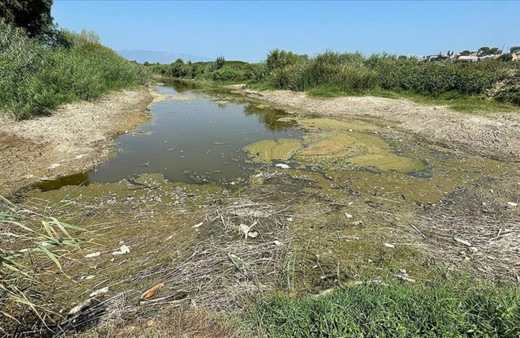 Aydın'da sel sonrası Menderes Nehri çöple kaplandı