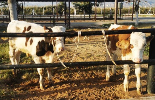 Dalgın vatandaş 2 danasını pazarda unutup gitti!