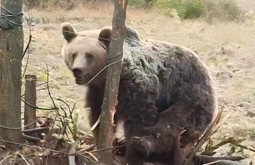 Görüntüledikleri ayı bir anda üzerlerine gelince büyük panik yaşadılar korku dolu anlar kamerada