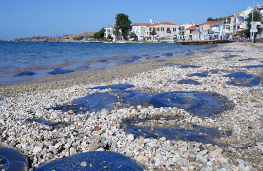 İzmir Foça'da denizanası istilası, vatandaşlar tedirgin oldu