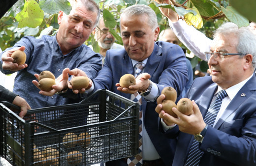 Samsun Tarım ve Orman İl Müdürlüğü koordinatörlüğünde kivi hasadı başladı