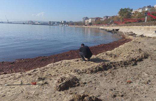 Lodos sebebiyle Marmara Denizi kıyılarına kızıl yosunlar vurdu