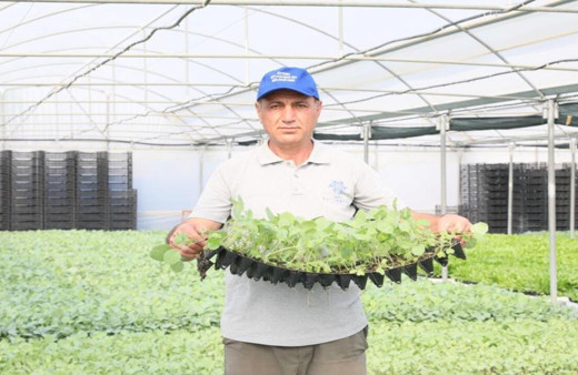 Aydın Büyükşehir, kışlık fidelerin dağıtımına yarın başlıyor