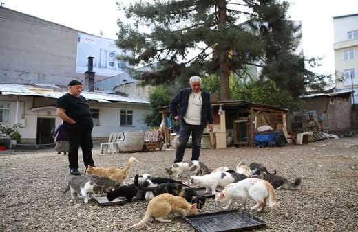 Kedi sevgisi müteahhitlerin tekliflerine 'dur' dedirtti