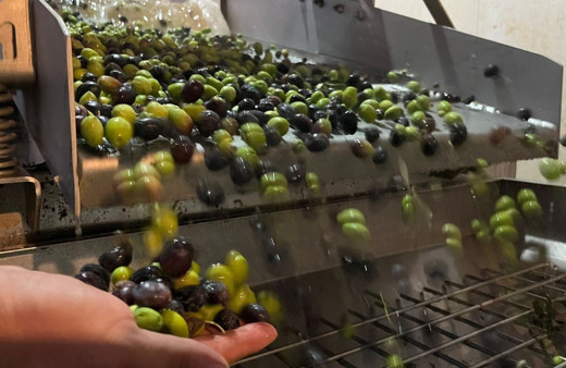 Zeytinin ana vatanı Kilis’te zeytin rekoltesinin düşük olması bekleniyor