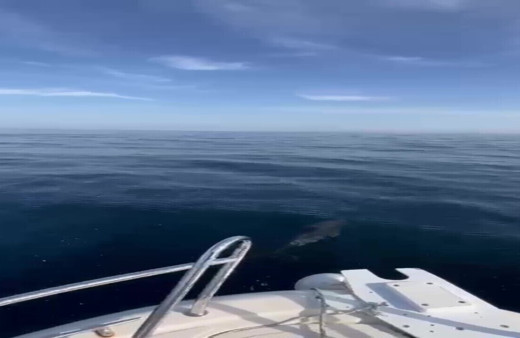 Düzce’nin Akçakoca ilçesinde yunus şovu görsel şölen oluşturdu