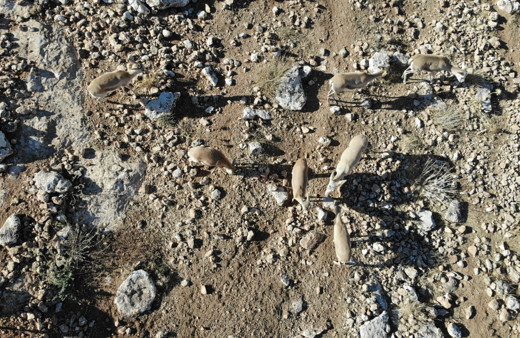 Şanlıurfa’da 20 ceylan doğal alanlarına salındı