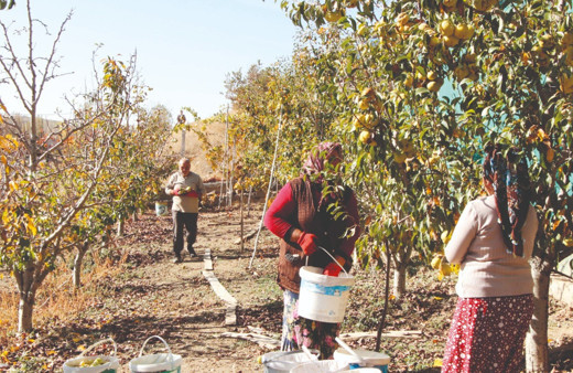 Deveci armudunda hasat zamanı, bu yıl 40 ton ürün bekleniyor
